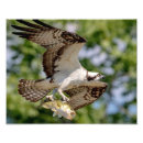 Suche nach eitelkeit poster Vogelvogel