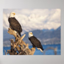 Suche nach weißkopfseeadler poster Greifvogel