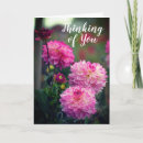 Suche nach denken sie rosa karten Blume