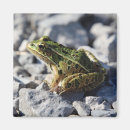 Suche nach froschmagnet Frösche