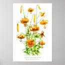 Suche nach orange lilien poster Tigerlilie