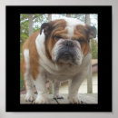Suche nach englische bulldogge poster Niedlich