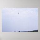Suche nach hawk poster Im freien