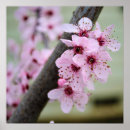 Suche nach rosa kirschblüten poster Blumen