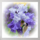 Suche nach schwertlilie poster Iris