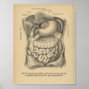 Suche nach organ anatomie poster Anatomisch