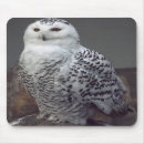 Suche nach eulen foto mousepads Natur