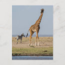 Suche nach kenia postkarten Maasai mara nationalreservat