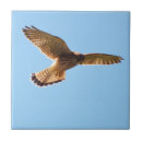 Suche nach falke fliesen Blau