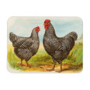 Suche nach hühner magnete Jede person