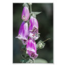 Suche nach digitalis poster Blume