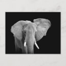 Suche nach schwarz weißer elefant postkarten Wild