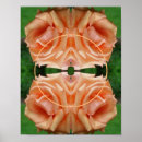 Suche nach blühende rose poster Für sie