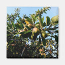 Suche nach apfel magnete Baum