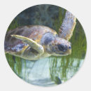 Suche nach gefährdete tiere aufkleber Schildkröte