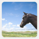 Suche nach weide aufkleber Pferd