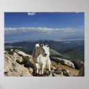 Suche nach goat poster Tier