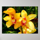 Suche nach rote orchidee poster Rosa