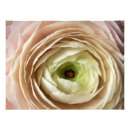 Suche nach ranunculus poster Blüte