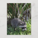 Suche nach racoon postkarten Tier