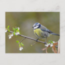 Suche nach bluetit Tier