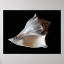 Suche nach meereswelt poster Meereslebewesen