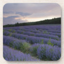 Suche nach niemand untersetzer Europa