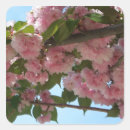 Suche nach kirschbäume aufkleber Kirschbaum