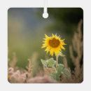 Suche nach gelbe sonnenblumen ornamente Gelbblume