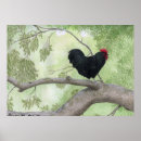 Suche nach hahn poster Vogel