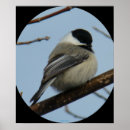 Suche nach wintervögel poster Jede person