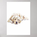 Suche nach golden retriever poster Porträt