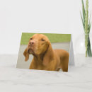 Suche nach vizsla hunde karten Hundeliebhaber