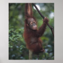 Suche nach tierfamilie poster Wildtiere