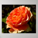 Suche nach orange ros poster Jede person