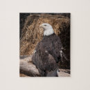 Suche nach amerikanischer adler puzzle Vogel