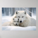 Suche nach wolf wild poster Wildnis