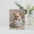 Suche nach teacup chihuahua postkarten Niedlich