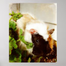 Suche nach guinea pig kunst Pet