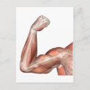 Suche nach menschlicher arm poster postkarten Physiologie