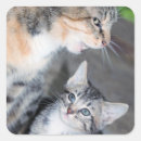 Suche nach wütende katze aufkleber Kätzchen
