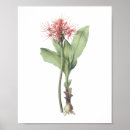 Suche nach redoute poster Rose