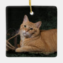 Suche nach marmelade ornamente Katze