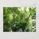 Suche nach tropischer regenwald postkarten Jede person