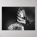 Suche nach schwarzer schmetterling poster Natur