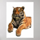 Suche nach bengalischer tiger poster Große katze