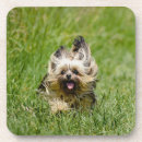 Suche nach yorkshire terrier untersetzer Niedlich