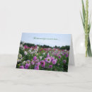 Suche nach weiße dahlie karten Rosa