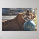 Suche nach exotische katzen poster Große katze