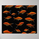 Suche nach goldfish poster Tier